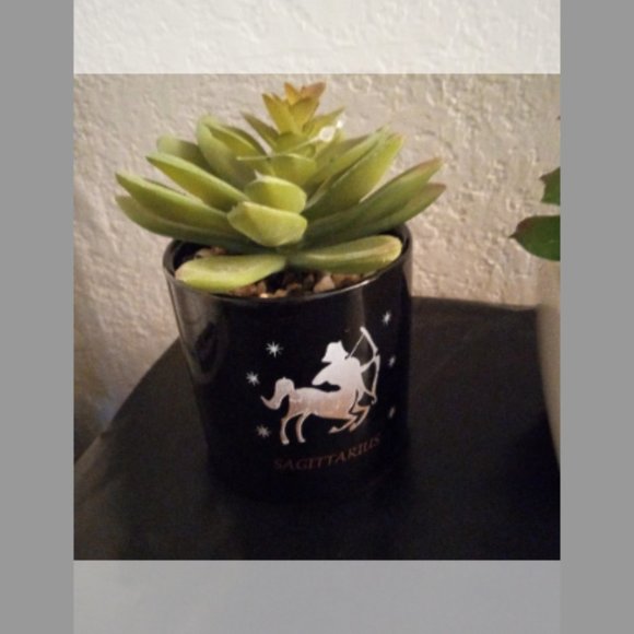 3 Pc Succulents bundle Set - Picture 4 of 4